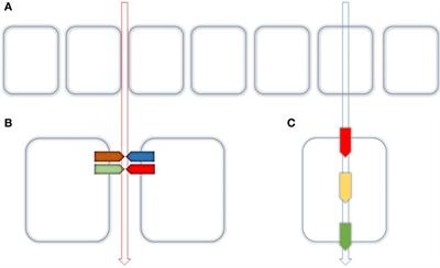 Novel Aspects of Renal Magnesium Homeostasis